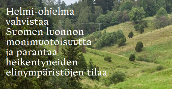Helmi-ohjelman sisältönä vahvistaa Suomen luonnon monimuotoisuutta.